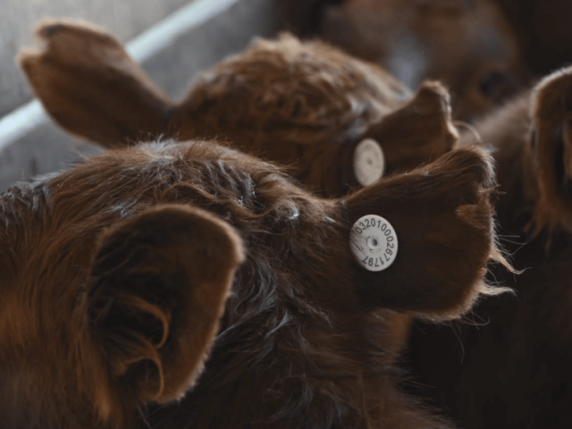 A partir de 2026, cada ternero que nazca deber tener su DNI digital